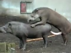 Two tapirs boyfrend in the Zoo